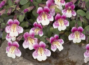 Chilean monkey flower (Mimulus naiandinus) Chilean monkey flower (Mimulus naiandinus)