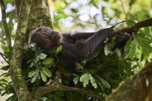 Chimpanzee female (Pan troglodytes schweinfurthii) sleeping in a nest built in a tree Chimpanzee female (Pan troglodytes schweinfurthii) sleeping in a nest built in a tree
