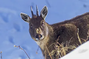 Chinese goral (Naemorhedus griseus) in snow. Jiudingshan Nature Reserve, Mao Country Chinese goral (Naemorhedus griseus) in snow. Jiudingshan Nature Reserve, Mao Country
