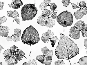 Chinese Lanterns (Physalis alkekengi), Hydrangea flowers, Poplar leaves (Populus) Chinese Lanterns (Physalis alkekengi), Hydrangea flowers, Poplar leaves (Populus)