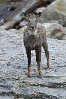 Chinese or Long-tailed goral (Naemorhedus griseus) standing by a river on a stone Chinese or Long-tailed goral (Naemorhedus griseus) standing by a river on a stone