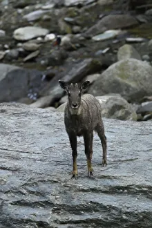 Chinese or Long-tailed goral (Naemorhedus griseus) standing on a stone by a river Chinese or Long-tailed goral (Naemorhedus griseus) standing on a stone by a river