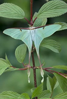 Chinese moon moth (Actias dubernardi, female at rest amongst leaves. Dayaoshan, Jinxin Chinese moon moth (Actias dubernardi, female at rest amongst leaves. Dayaoshan, Jinxin
