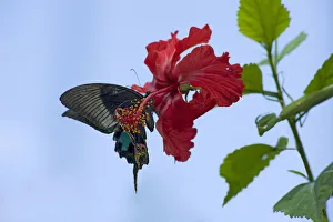 Chinese peacock butterfly (Papilio bianor) drinking nectar from a Hibiscus flower Chinese peacock butterfly (Papilio bianor) drinking nectar from a Hibiscus flower