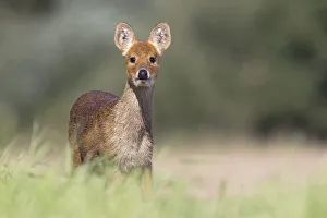 Chinese Water Deer (Hydropotes inermis) Norfolk UK September Chinese Water Deer (Hydropotes inermis) Norfolk UK September