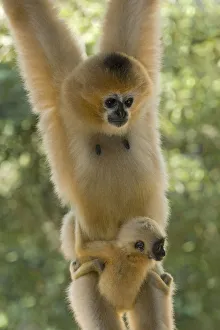 Chinese white cheeked gibbon (Nomascus leucogenys) female hanging, carrying baby aged two weeks Chinese white cheeked gibbon (Nomascus leucogenys) female hanging, carrying baby aged two weeks