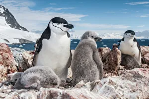 Chinstrap penguin (Pygoscelis antarcticus) with chicks, Antarctic Peninsula, Antarctica Chinstrap penguin (Pygoscelis antarcticus) with chicks, Antarctic Peninsula, Antarctica