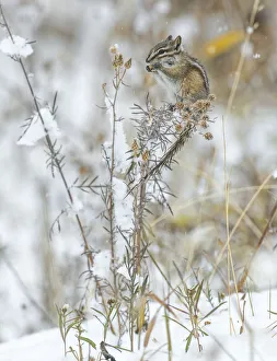 Least chipmunk (Tamias minimus) feeding on plant seeds, Grand Teton National Park, Wyoming, USA Least chipmunk (Tamias minimus) feeding on plant seeds, Grand Teton National Park, Wyoming, USA