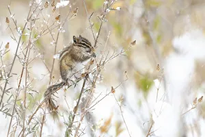 Least Chipmunk (Tamias minimus) feeding on seeds, Grand Teton National Park, Wyoming Least Chipmunk (Tamias minimus) feeding on seeds, Grand Teton National Park, Wyoming