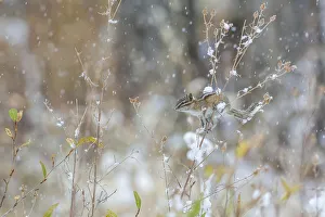 Least chipmunk (Tamias minimus) in snowfall, Grand Teton National Park, Wyoming, USA Least chipmunk (Tamias minimus) in snowfall, Grand Teton National Park, Wyoming, USA