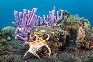 Chiragra spider conch shell (Harpago chiragra) in diverse tropical reef, Tulamben Chiragra spider conch shell (Harpago chiragra) in diverse tropical reef, Tulamben