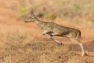 Chital (Axis axis) female leaping. Tadoba Andhari Tiger Reserve / Tadoba National Park Chital (Axis axis) female leaping. Tadoba Andhari Tiger Reserve / Tadoba National Park