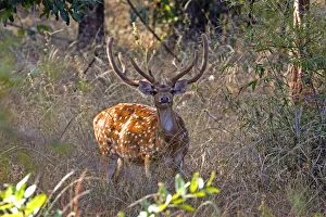 Chital deerl (Axis axis ), male with large antlers, Bandhavgarh National Park, Bandhavgarh Chital deerl (Axis axis ), male with large antlers, Bandhavgarh National Park, Bandhavgarh