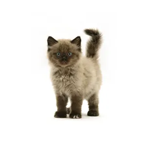 Chocolate Birman-cross kitten, against white background Chocolate Birman-cross kitten, against white background