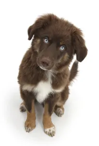 Chocolate blue eyed Mini American Shepherd puppy Chocolate blue eyed Mini American Shepherd puppy