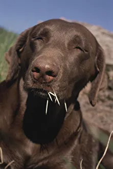 Chocolate labrador retriever after encounter with Porcupine, USA Chocolate labrador retriever after encounter with Porcupine, USA