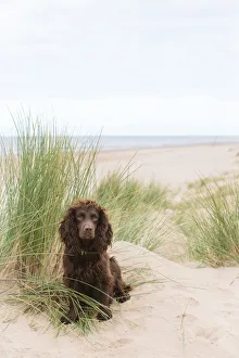 Chocolate working cocker spaniel amongst sand dunes. Formby, Merseyside, UK Chocolate working cocker spaniel amongst sand dunes. Formby, Merseyside, UK