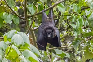Christmas Island flying fox (Pteropus natalis) roosting in coastal tree, Christmas Island, Australia Christmas Island flying fox (Pteropus natalis) roosting in coastal tree, Christmas Island, Australia