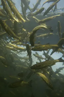 Chub (Squalius / Leuciscus cephalus) sense shoal in a calm part of the Rhine, Schaffhausen Chub (Squalius / Leuciscus cephalus) sense shoal in a calm part of the Rhine, Schaffhausen
