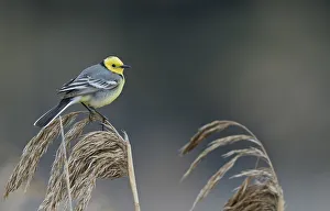Citrine wagtail (Motacilla citreola) male perched on Reed. Latvia. April Citrine wagtail (Motacilla citreola) male perched on Reed. Latvia. April