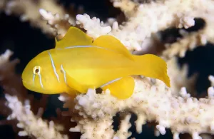 Citron (lemon coral) goby (Gobiodon citrinus) Red Sea Citron (lemon coral) goby (Gobiodon citrinus) Red Sea