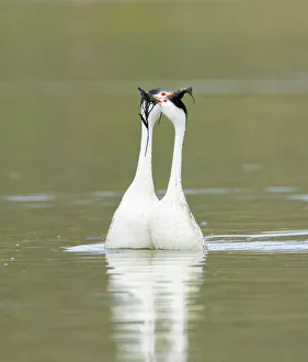 Clarks grebes (Aechmophorus clarkii) courting pair performing the 'Weed Ceremony' Clarks grebes (Aechmophorus clarkii) courting pair performing the 'Weed Ceremony'
