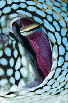 Cleaner wrasse (Labroides dimidiatus) swims out from the gill of a Blue spotted pufferfish Cleaner wrasse (Labroides dimidiatus) swims out from the gill of a Blue spotted pufferfish