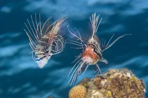 Clearfin lionfish (Pterois radiata) mating. The female (left Clearfin lionfish (Pterois radiata) mating. The female (left