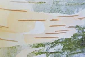 Close up of bark of Himalayan birch (Betula jacquemontii). Occurs in the Himalayas Close up of bark of Himalayan birch (Betula jacquemontii). Occurs in the Himalayas
