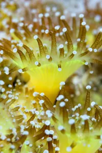 Close up of a colony of Jewel anemones (Corynactis viridis) Scotland, UK, October Close up of a colony of Jewel anemones (Corynactis viridis) Scotland, UK, October