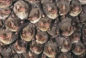 Close up of colony of Schreibers long fingered bat {Miniopterus schreibersii} roosting in Close up of colony of Schreibers long fingered bat {Miniopterus schreibersii} roosting in