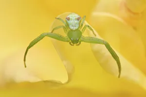 Close up of a Crab spider (Misumena sp) on flowers, East Lake Greenway park, Wuhan Close up of a Crab spider (Misumena sp) on flowers, East Lake Greenway park, Wuhan
