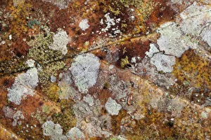 Close up of decaying leaf from rainforest floor, showing lichens and moulds. Danum Valley Close up of decaying leaf from rainforest floor, showing lichens and moulds. Danum Valley