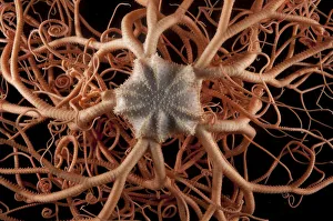 Close up of deepsea Basket star (Gorgonocephalus sp) from coral seamount, SW Indian Ridge Close up of deepsea Basket star (Gorgonocephalus sp) from coral seamount, SW Indian Ridge