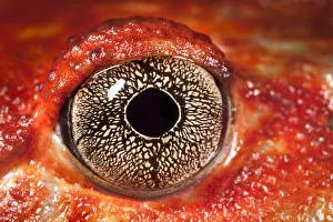 Close up of eye of Tomato frog {Dyscophus antongili} Maroantsetra, Northeast Madagascar Close up of eye of Tomato frog {Dyscophus antongili} Maroantsetra, Northeast Madagascar