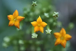 Close up of flowers (Mussaenda pubescens) Tongbiguan Nature Reserve, Dehong prefecture Close up of flowers (Mussaenda pubescens) Tongbiguan Nature Reserve, Dehong prefecture