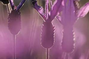 Close up of French / Spanish lavender (Lavandula stoechas) Monfrague National Park Close up of French / Spanish lavender (Lavandula stoechas) Monfrague National Park