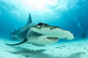 Close up if a Great hammerhead shark (Sphyrna mokarran) swimming over sandy seabed Close up if a Great hammerhead shark (Sphyrna mokarran) swimming over sandy seabed