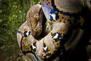 Close up of juvenile Reticulated python (Python reticulatus) looking down from tree Close up of juvenile Reticulated python (Python reticulatus) looking down from tree