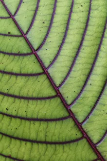 Close up of leaf from montane rainforest with distinct veins, Mainland New Guinea Close up of leaf from montane rainforest with distinct veins, Mainland New Guinea