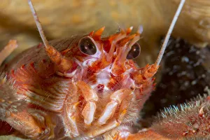 Close up of a Long clawed squat lobster (Munida rugosa) in Loch Carron, January 2016 Close up of a Long clawed squat lobster (Munida rugosa) in Loch Carron, January 2016