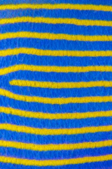 Close up of pattern of adult Emperor angelfish (Pomacanthus imperator) Tulamben, Bali, Indonesia Close up of pattern of adult Emperor angelfish (Pomacanthus imperator) Tulamben, Bali, Indonesia