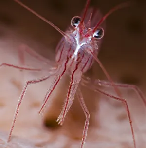 Close up of Peppermint shrimp (Lysmata wurdemanni), Dominica, Eastern Caribbean Close up of Peppermint shrimp (Lysmata wurdemanni), Dominica, Eastern Caribbean