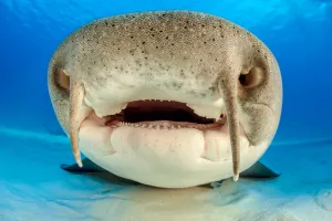 Close up portrait of the face of a Nurse shark (Ginglymostoma cirratum Close up portrait of the face of a Nurse shark (Ginglymostoma cirratum