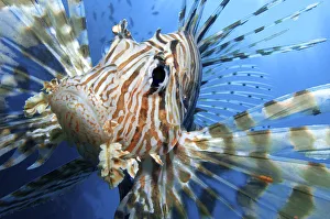 Close up portrait of female Lionfish (Pterois volitans) in the late afternoon, when Close up portrait of female Lionfish (Pterois volitans) in the late afternoon, when