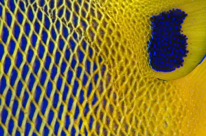 Close up of the scale details of a Yellow-mask angelfish (Pomacanthus xanthometopon) Close up of the scale details of a Yellow-mask angelfish (Pomacanthus xanthometopon)