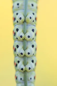 Close up of section of Swallowtail butterfly (Papilio machaon) caterpillar feet gripping stem of Wild carrot Close up of section of Swallowtail butterfly (Papilio machaon) caterpillar feet gripping stem of Wild carrot