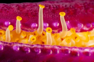 Close up of the tube feet of a Purple velvet seastar (Leiaster leachi), extending from the protective crevice in one of Close up of the tube feet of a Purple velvet seastar (Leiaster leachi), extending from the protective crevice in one of