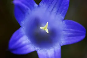 Close-up of blue flower (Campanula stevenii) Mount Cheget, Caucasus, Russia, June 2008 Close-up of blue flower (Campanula stevenii) Mount Cheget, Caucasus, Russia, June 2008