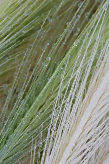 Close-up of dew drops on grass, San Marino, May 2009 WWE BOOK. WWE INDOOR EXHIBITION Close-up of dew drops on grass, San Marino, May 2009 WWE BOOK. WWE INDOOR EXHIBITION